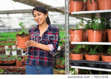 Woman gardener holding a pot with seedlings of spearmint 76035698