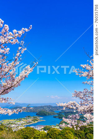八里岳公園的櫻花[長崎縣西海市] 76035708