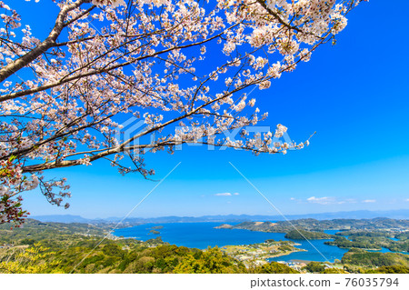 八里岳公園的櫻花[長崎縣西海市] 76035794