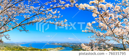八里岳公園的櫻花全景[長崎縣西海市] 76035795