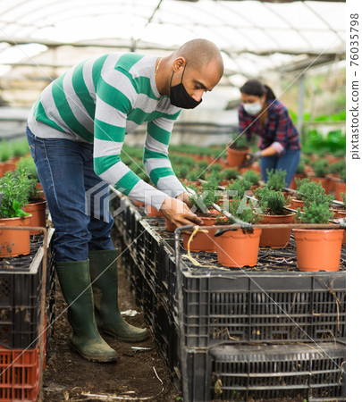 Man in protective mask controlling quality of seedlings in his glasshouse plantation Man in protective mask controlling quality of seedlings in his glasshouse plantation 76035798