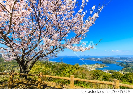 八里岳公園的櫻花[長崎縣西海市] 76035799
