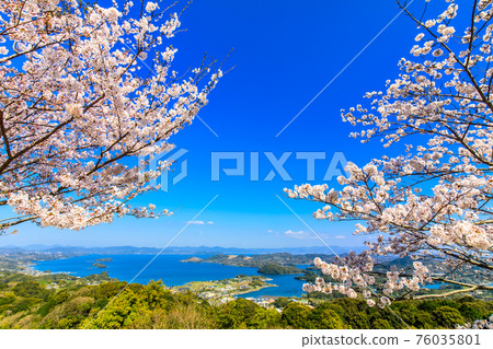 八里岳公園的櫻花[長崎縣西海市] 76035801