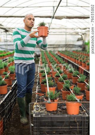 Hispanic farmer inspects ornamental shrubs in pots. Hispanic farmer inspects ornamental shrubs in pots. 76035802