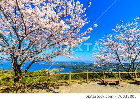 八里岳公園的櫻花[長崎縣西海市] 76035803