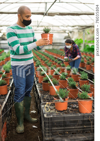 Hispanic farmer wearing a mask during a pandemic, inspects an ornamental shrub in a pot. Hispanic farmer wearing a mask during a pandemic, inspects an ornamental shrub in a pot. 76035804