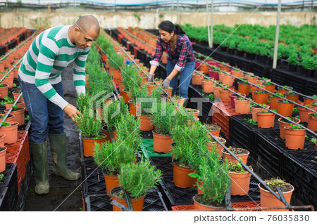 Man and woman gardeners holding pots with rosemary Man and woman gardeners holding pots with rosemary 76035830