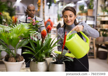 Woman florist working in floral shop, watering flowers from plastic watering can 76035949