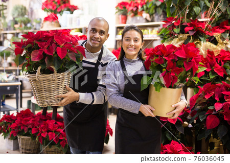 Positive flower shop workers with pots of flowers Poinsettias pulcherrima in hands 76036045