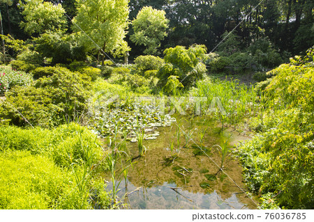 綠意盎然的璀璨庭園筑波牡丹園 綠意盎然的璀璨庭園筑波牡丹園 76036785