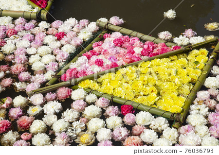 Tsukuba Peony Garden, a peony flower floating in a pond Tsukuba Peony Garden, a peony flower floating in a pond 76036793