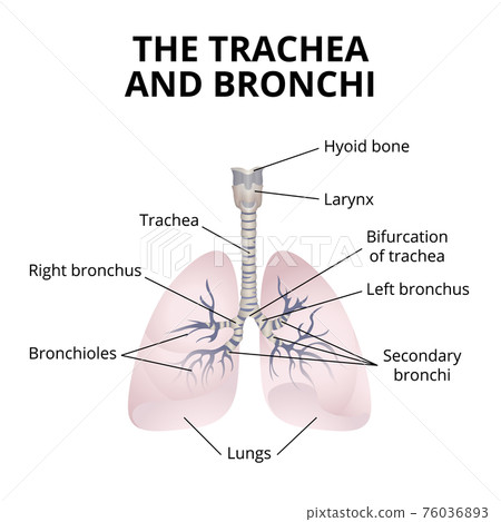 human respiratory organs human respiratory organs 76036893