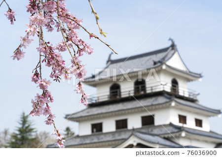 宮城縣白石市增岡公園白石城和垂枝櫻花的風景 宮城縣白石市增岡公園白石城和垂枝櫻花的風景 76036900