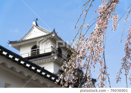 宮城縣白石市增岡公園白石城和垂枝櫻花的風景 76036901