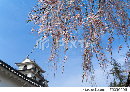 宮城縣白石市增岡公園白石城和垂枝櫻花的風景 76036906