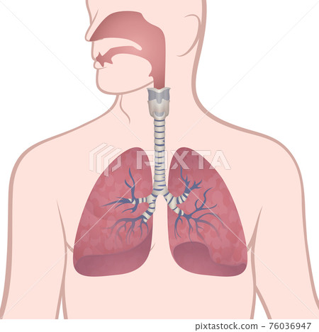 human lungs, trachea and nasopharynx human lungs, trachea and nasopharynx 76036947