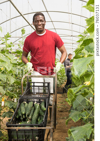 Smiling african american pushing handcart with cucumbers 76037131