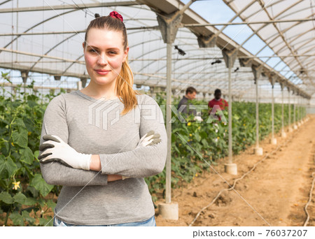 Portrait of woman engaged cucumbers in cultivation in glasshouse Portrait of woman engaged cucumbers in cultivation in glasshouse 76037207