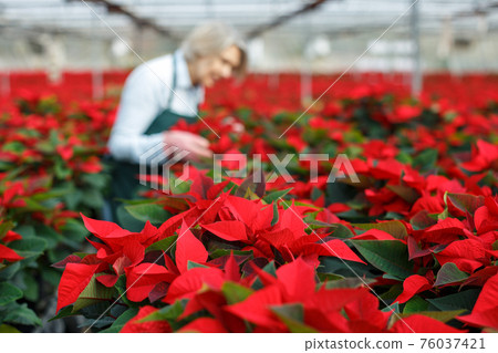 Blooming poinsettias on blurred background with female florist Blooming poinsettias on blurred background with female florist 76037421