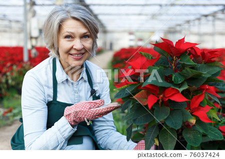 Happy female with Poinsettias in her greenhouse Happy female with Poinsettias in her greenhouse 76037424