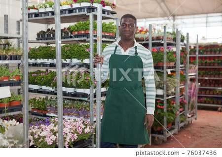 Florist arranging plants in pots on metal rack 76037436