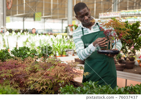 Florist arranging ornamental plants in pots Florist arranging ornamental plants in pots 76037437