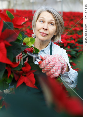 Female florist pruning poinsettia in greenhouse Female florist pruning poinsettia in greenhouse 76037440