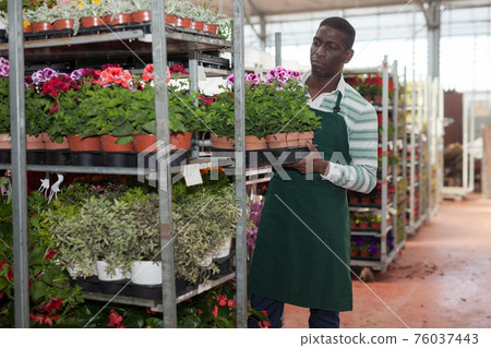 Florist arranging flowering plants on metal rack Florist arranging flowering plants on metal rack 76037443