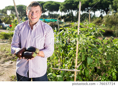 Portrait of man gardener during harvesting of eggplants Portrait of man gardener during harvesting of eggplants 76037714