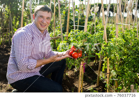 Positive man gardener picking harvest of fresh tomatoes Positive man gardener picking harvest of fresh tomatoes 76037716