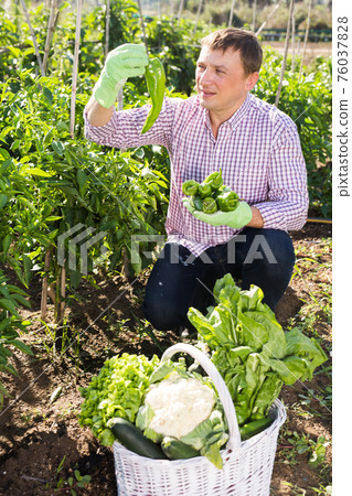 Male farmer harvesting bell peppers in the garden 76037828