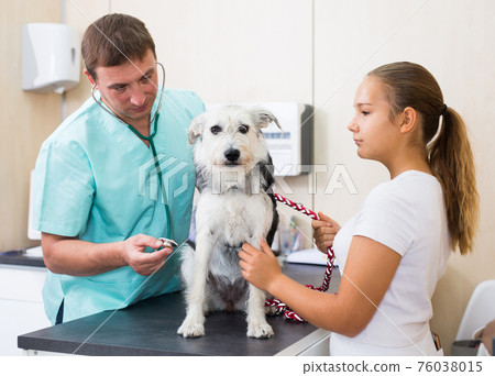 Veterinarian man examines a dog in a veterinary clinic Veterinarian man examines a dog in a veterinary clinic 76038015