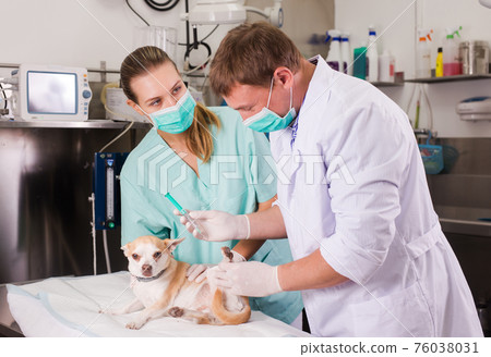 Dog on the operating table in a veterinary clinic Dog on the operating table in a veterinary clinic 76038031