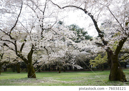 Sakura_Hanami_Yoyogi 公園 Sakura_Hanami_Yoyogi 公園 76038121