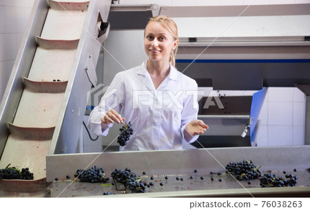 woman sorting grape for wine at transporter. woman sorting grape for wine at transporter. 76038263