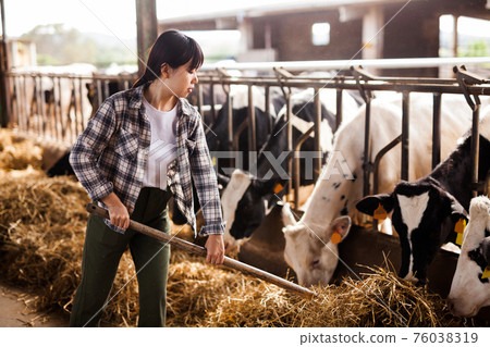 Female farmer who is feeding beasts at the cow farm 76038319