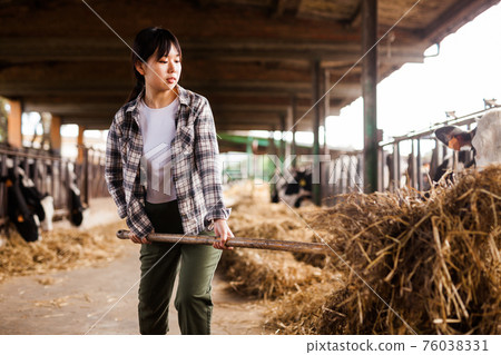 Portrait of active chinese female employee working in cowshed on farm 76038331