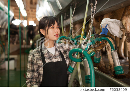 Milkmaid in apron in barn with automatical cow milking machines Milkmaid in apron in barn with automatical cow milking machines 76038409
