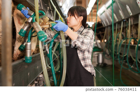 Milkmaid in apron in barn with automatical cow milking machines 76038411