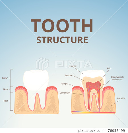 structure of human teeth structure of human teeth 76038499