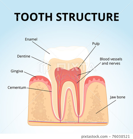 structure of human teeth - Stock Illustration [76038521] - PIXTA