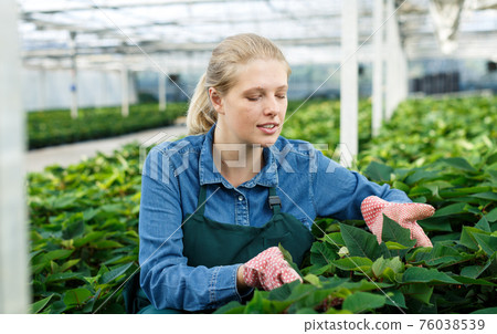 Gardener working with Poinsettia Gardener working with Poinsettia 76038539