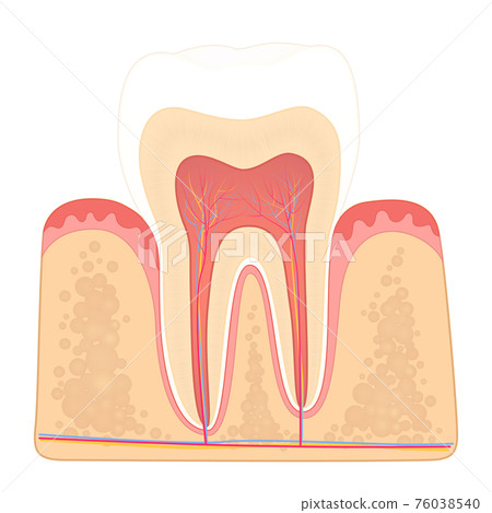 structure of human teeth structure of human teeth 76038540