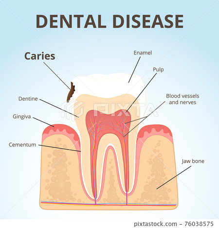 structure of human teeth structure of human teeth 76038575