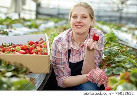 Smiling female gardener in apron holding in hand fresh strawberry Smiling female gardener in apron holding in hand fresh strawberry 76038633