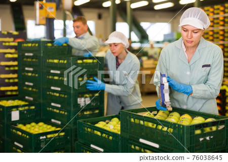 serious young woman working at fruit warehouse, checking and marking apples in boxes 76038645