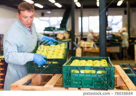 Male employee in blue uniform carrying box with fresh ripe apples selected on sorting line Male employee in blue uniform carrying box with fresh ripe apples selected on sorting line 76038684