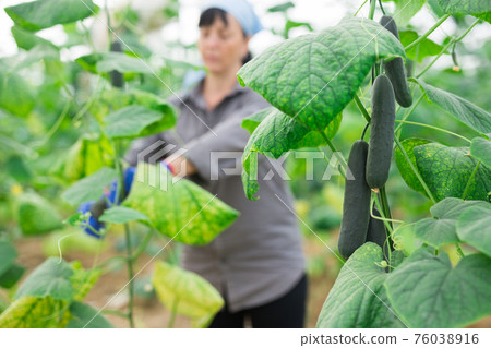 brunette czech woman picking cucumbers in hothouse brunette czech woman picking cucumbers in hothouse 76038916