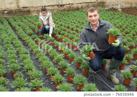 Man florist looking for plant of white perc in pots while gardening 76038948