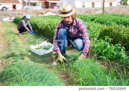 Farmer harvests green onion on the field and puts in plastic box for sale in market 76038949